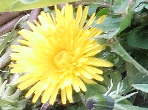Löwenzahn (Taraxacum officinale) Blüte